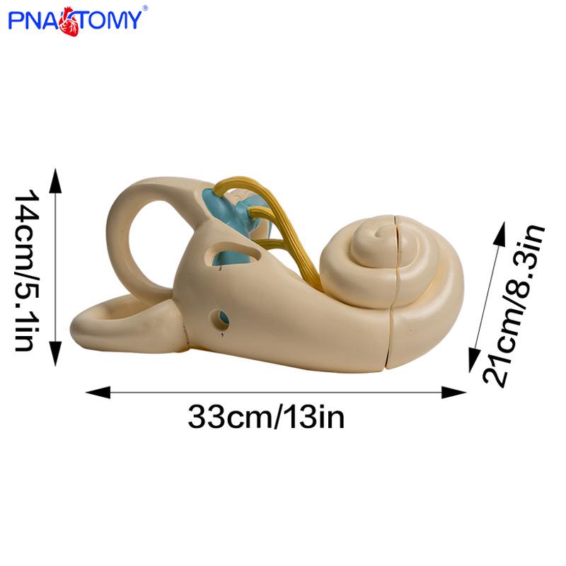 Enhanced Human Ear Labyrinth Model for Otolaryngology Teaching PNT-0676