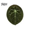 Botanical Fridge Magnets 3D Tropical Plants Refrigerator Magnet, Acrylic Green Decorative Plant Home Decor Memo Notes Photo Holder for Kitchen Office
