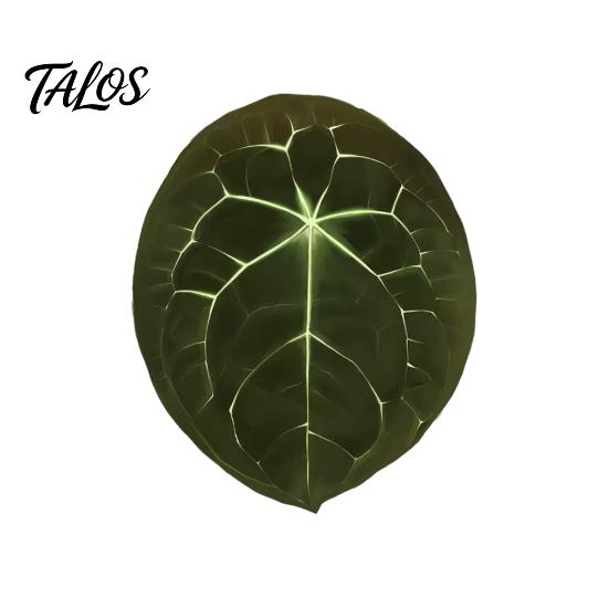 Botanical Fridge Magnets 3D Tropical Plants Refrigerator Magnet, Acrylic Green Decorative Plant Home Decor Memo Notes Photo Holder for Kitchen Office