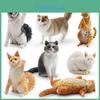 Realistische Kurzhaar-Katzenfigur Maine Coon Ragdoll Katzenmodelle in sieben Varianten
