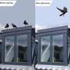 Acrylic Bottom Orchard Eaves for Bird Repellent and Anti Bird Thorns, Preventing Pets from Climbing Onto Balconies