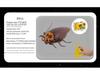 Bionic Remote-Controlled Animal Toy: Cockroach, Centipede, Frog, Crab, Prank Spider, Boa Constrictor, Mouse.