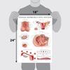 Palace Learning Laminated Female Reproductive System Anatomy Diagram Female Anatomy Poster X - - 45.7cm 61.0cm