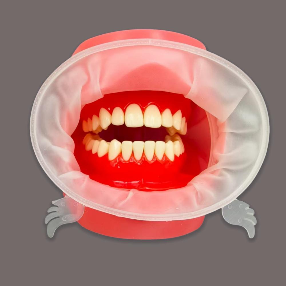 Dental Mouth Spreaders 3D Dental O Shape Cheek Retractors Lips Protection Mouth Openers Regular Adult and Child Models