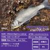 Daiwa Seabass Lure Shoreline Shiner Z Set Upper LH125SDR C Adel KM Pink Sardine (DAIWA)