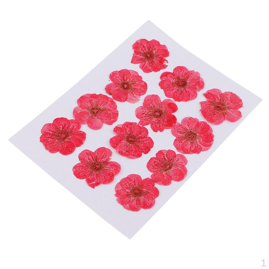 12 Pressed Wintersweet Flower Dried Floral Embellishments Card making Scrapbooking Art Crafts