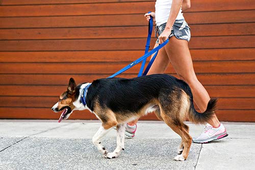 EZYDOG Vario 4 Dog Leash, Gray (Authorized Retailer)