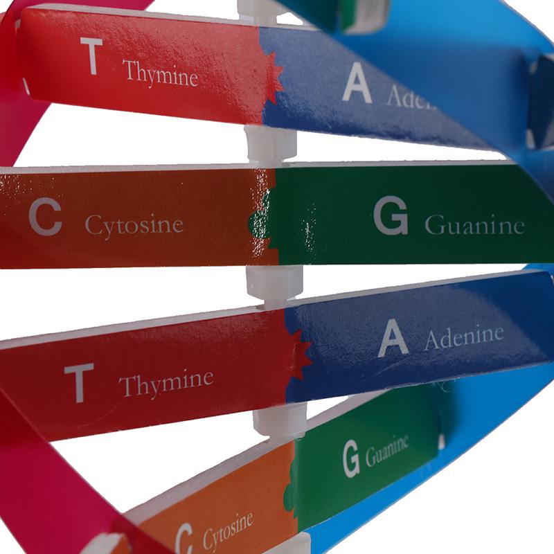 Modely DNA lidských genů Double Helix Science Toys Výuka Výuka Vzdělávací hračka