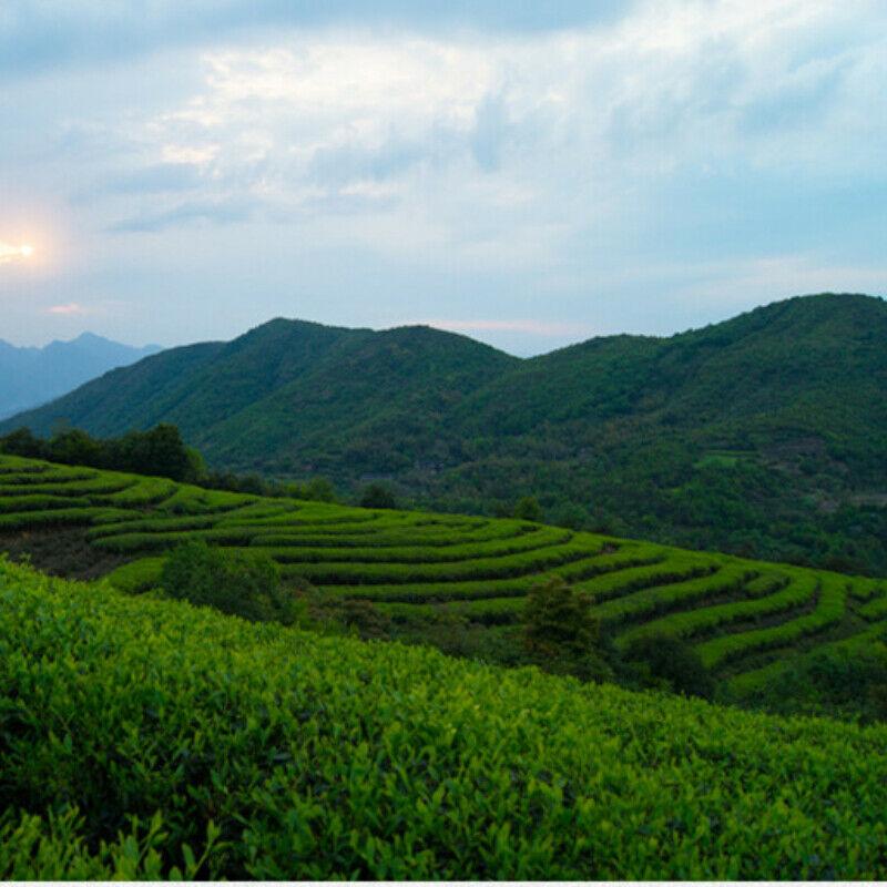 300g 2015 White Tea Cake Pekoe Silver Needle Old White Tea Chinese Slimming Tea