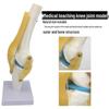 Functional Human Knee Joint Model with Meniscus and Cruciate Ligaments for Teaching