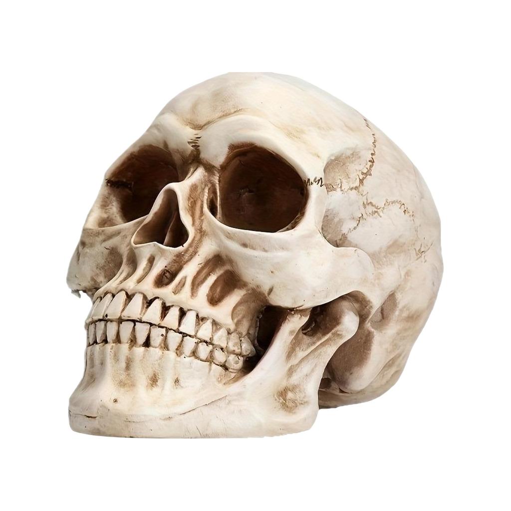 2025 Dödskalle Staty Skulptur Halloween Dekoration Harts Dödskalle Skelett Hantverk för Målning Medicinska Rekvisita Bar Disk Heminredning