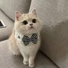 Cute Cat Collar with Lace Design Bow Decoration Fade-resistant Soft Comfortable Buttoned Pet Collar for Cats