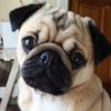 5D DIY Diamond Painting Dog Diamond Embroidery Animal Scenery Cross Stitch Full Round Drill Home Decor Manual Art Gift