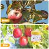 1-10pcs Hornet Trap Hanging Hornets Bee Fly Catcher Wasp Repellent Reusable Non-toxic Pest Control for Home Farm Garden Supplies