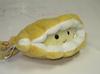 Naito Design Underwater Walk Pochamaru Series Shell, S Size Akoya Shell