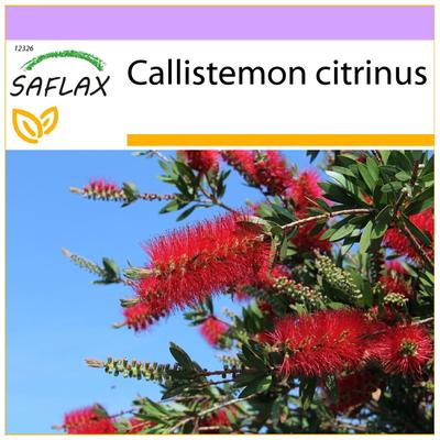 Red Bottle Brush - 400 Seeds - Callistemon Citrinus