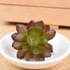 Green Plants Succulents, Small Gem Flowers, Office, Decorative Succulents Green Plants Flowers Simulation Succulents