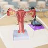 Anatomical Female Reproductive Organs Model for Demonstration Female Genital And Ovary Anatomy Model Teaching Tool