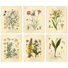 Vintage botanické tisky divokých květin, Ink Inc nástěnné umění, Vzdělávací botanické tabulky a plakáty, Dekorace domova a třídy