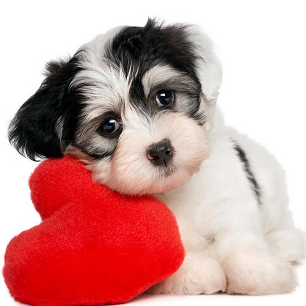 5D DIY Rhinestone Painting Diamond Cross-stitch Love Heart Dogs Embroidered Drawing Needlework Multicolor Stitchwork