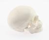 Skull Model with Movable Jaw and Art Drawing Olive-G Palm-Sized Joint, Instructions,