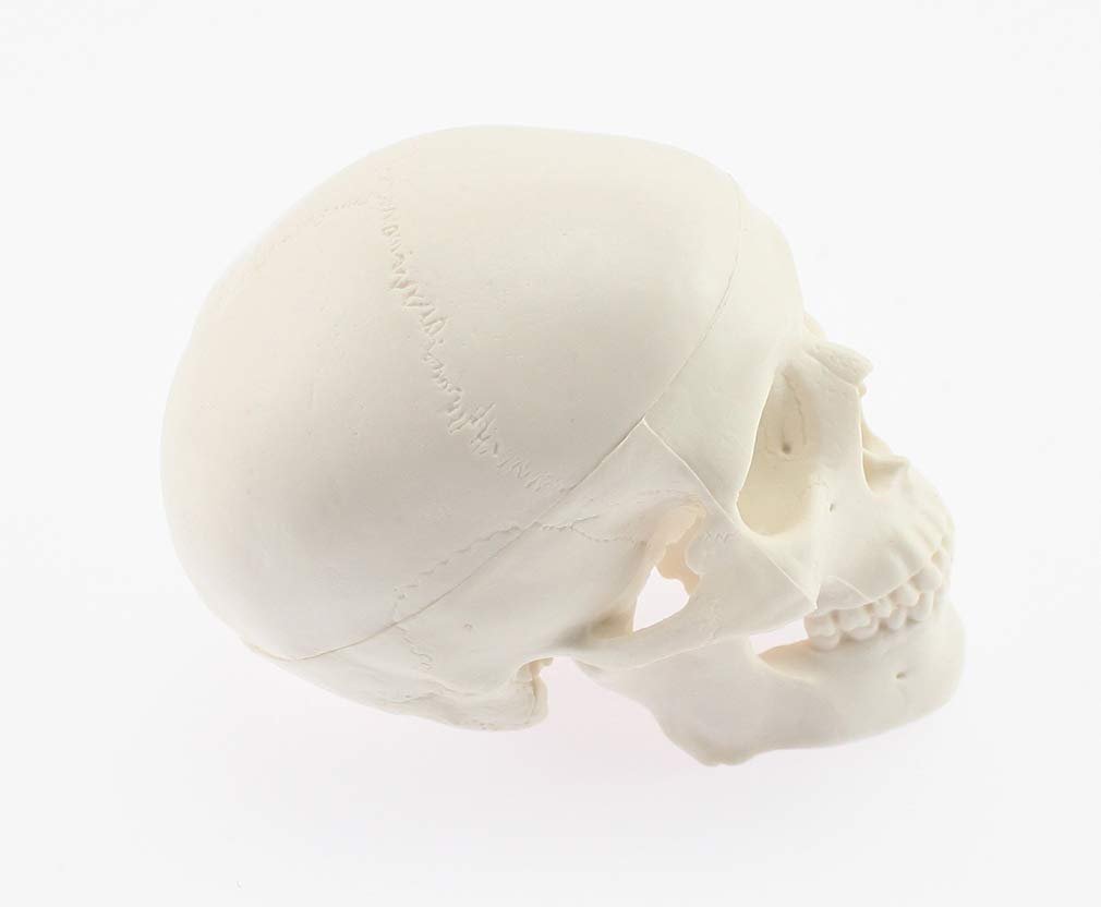 Skull Model with Movable Jaw and Art Drawing Olive-G Palm-Sized Joint, Instructions,