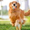 Dog Toy Ball Solid Elastic Fetch Chew Ball, Tough Durable Jumping Interactive Design, Bite Resistant High Elastic Pet Supplies