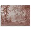 Canvas print,  Trees forest nature