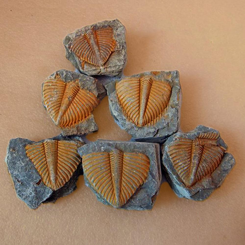Type: Trilobite Fossil Decorative Stone Natural Fossil Trilobite Tail Animal Coral Trilobite Science Stone Collection Tail Insect Crown Science Specimen Teaching G7P5 Type: Trilobite Fossil Decorative Stone Natural Fossil Trilobite Tail Animal Coral Trilobite Science Stone Collection Tail Insect Crown Science Specimen Teaching G7P5