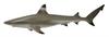 Blacktip Reef Shark 88726
