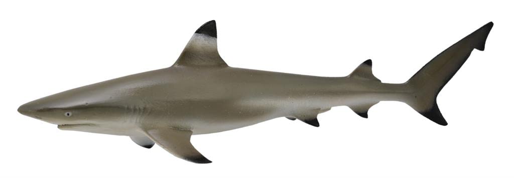 Blacktip Reef Shark 88726