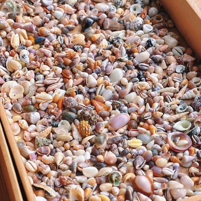 Handmade Mini Conch Seashell Ornaments: Photo Frame, Storage Box & Fish Tank Decor