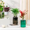 Self Watering Plant Pot Clear with Wick Ropes Plastic Flower Pot Water Reservoir Vertical Stripes Design