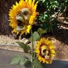 Sunflower Horror Skull Craft Decoration Simulation Flower Halloween Decoration Garden Simulation Flower Ornaments Gardening