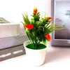 5 kleine Calla-Lilien im Topf, zur Dekoration von Zuhause und Zimmern
