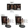 Attack On Titan Eren Jaeger Pvc Figure Model Collectible Toy For Fans