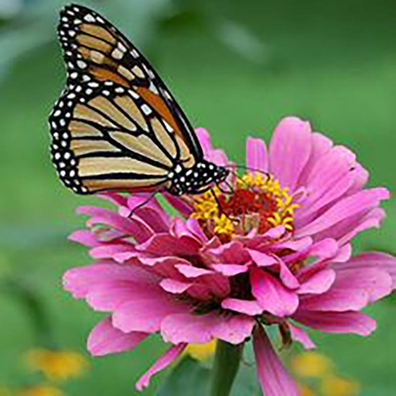 Pictură cu diamant 5D cu fluture DIY, rotund complet, rășină, broderie cu diamante florale, cu punct de cruce, mozaic, artă de perete, decor acasă