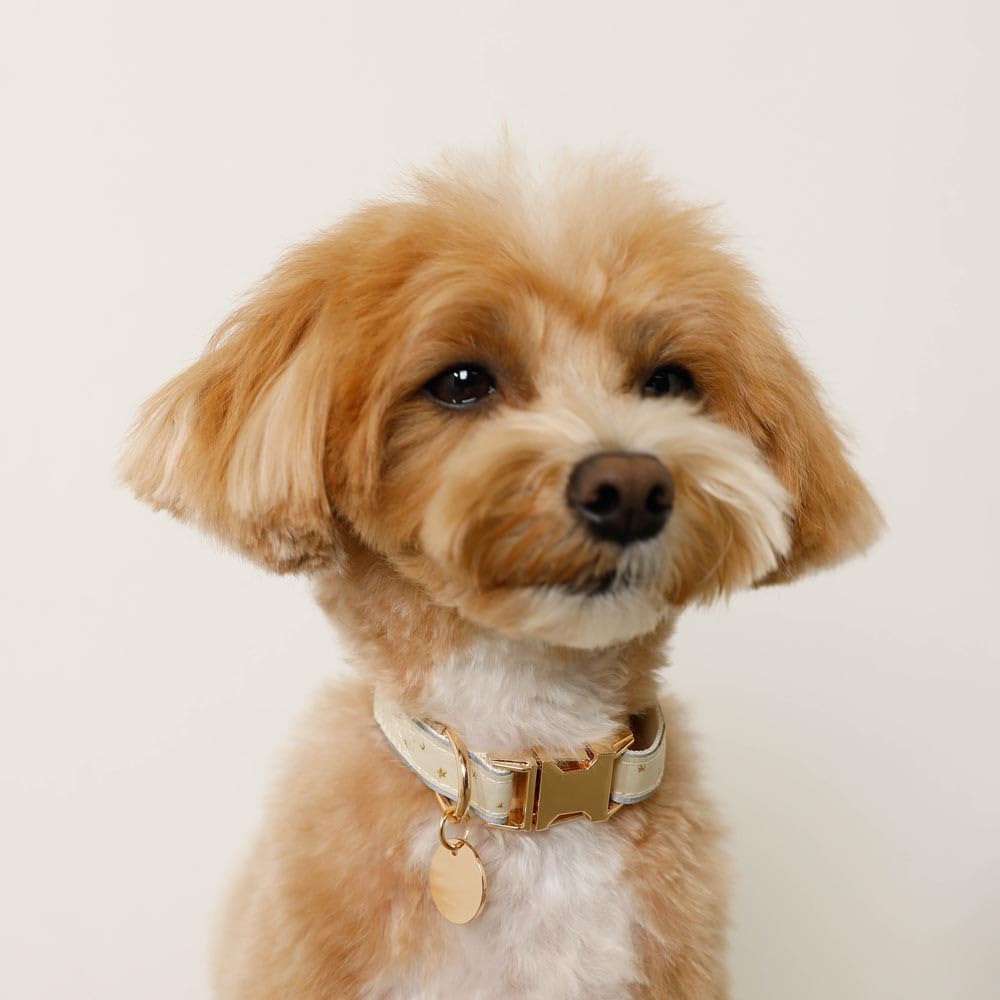 Reflective Star Buckle Collar for Small Dogs Adjustable Perfect for Walks and Outings monchéri (FREE/Green) Size, Lightweight, Reflective,