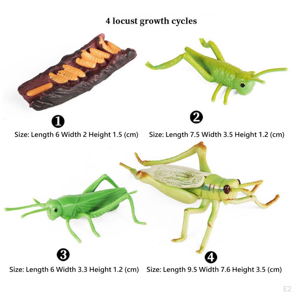 Locust Life Cycle Set Growth Stage Model Teaching Aids Classroom Figurines for Boy