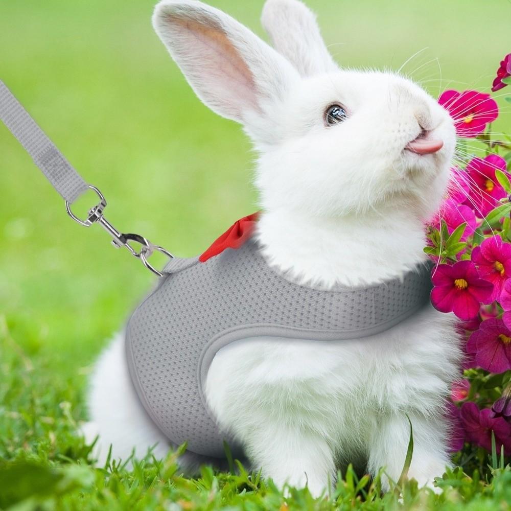 Polyester Kaninchen Geschirr Leine Verstellbare Größe Fliege Trainingsseil Für Kleine Haustiere