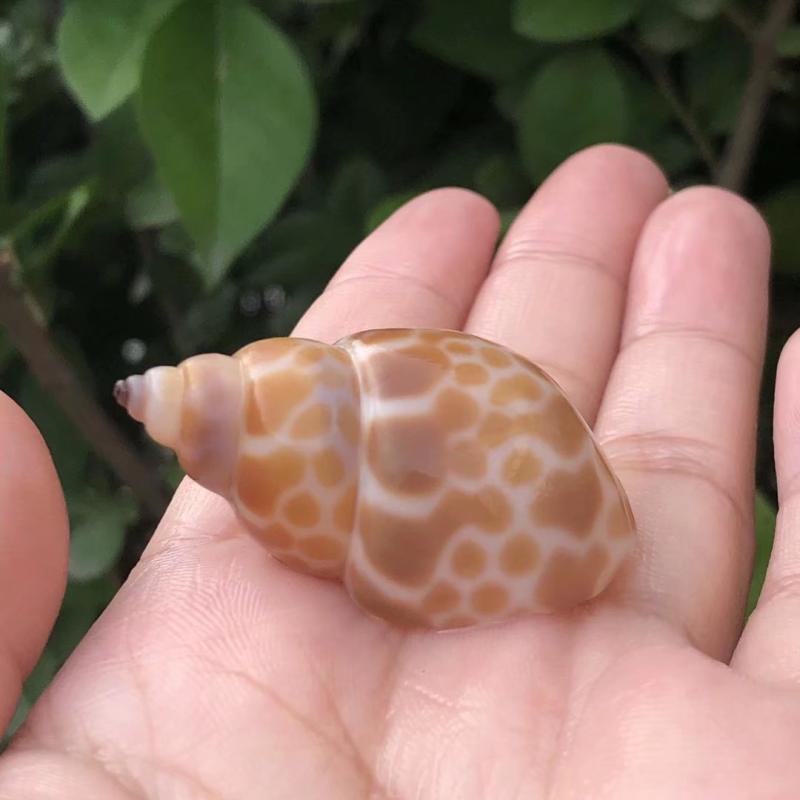 Eremitkräfta Ersättning & Snäcka Naturliga Snäckskal för Akvariumdekor