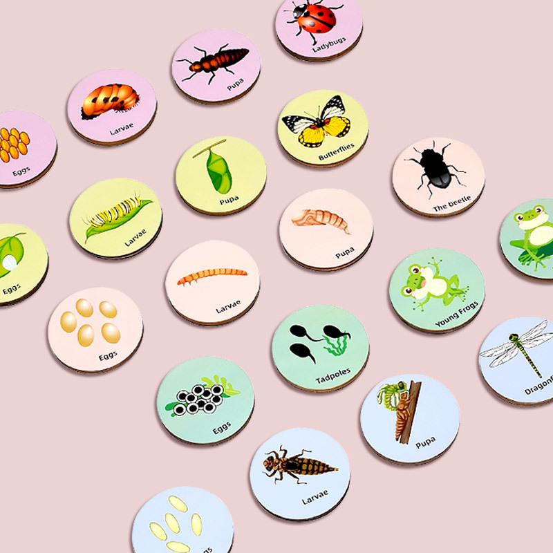 Wooden Educational Puzzle: Life Cycle Changes of Plants & Animals – Toddler Cognitive Growth Toy