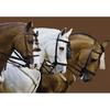 Ravensburger Majestic Horse 1500 Piece Jigsaw Puzzle