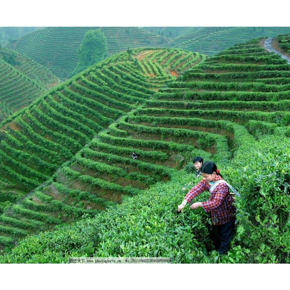 6 Bags Premium Liver Detox Tea Chinese Herbal Blend Hepatica Cleanse