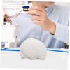 TENDYCOCO Human Brain Model: Human Brain Anatomy Model with Display Base, White for Learning Science Classroom Research Display Medical Education