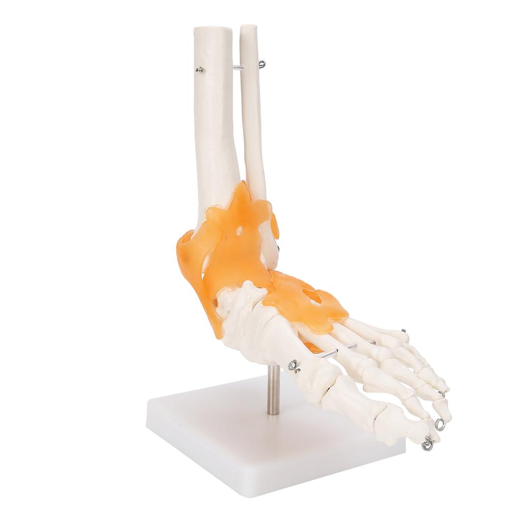 1:1 Human Foot Ankle Bone Skeleton Structure Model Foot Joint Model with Ligaments