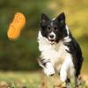 Quietschende Pantoffel Hundekauspielzeug Bissfest Aggressiver Kauer Latex Rutschschuhe Interaktives Spielzeug Kleiner Hund Zahnen Reinigung Langeweile Spielzeug