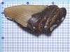 Stone Natural Fossil Megalodon North USA Specimen [N2 Natural] (Carcharocles/Otodus Megalodon) - Carolina, - (6 "One-of-a-kind" Tooth Approx.