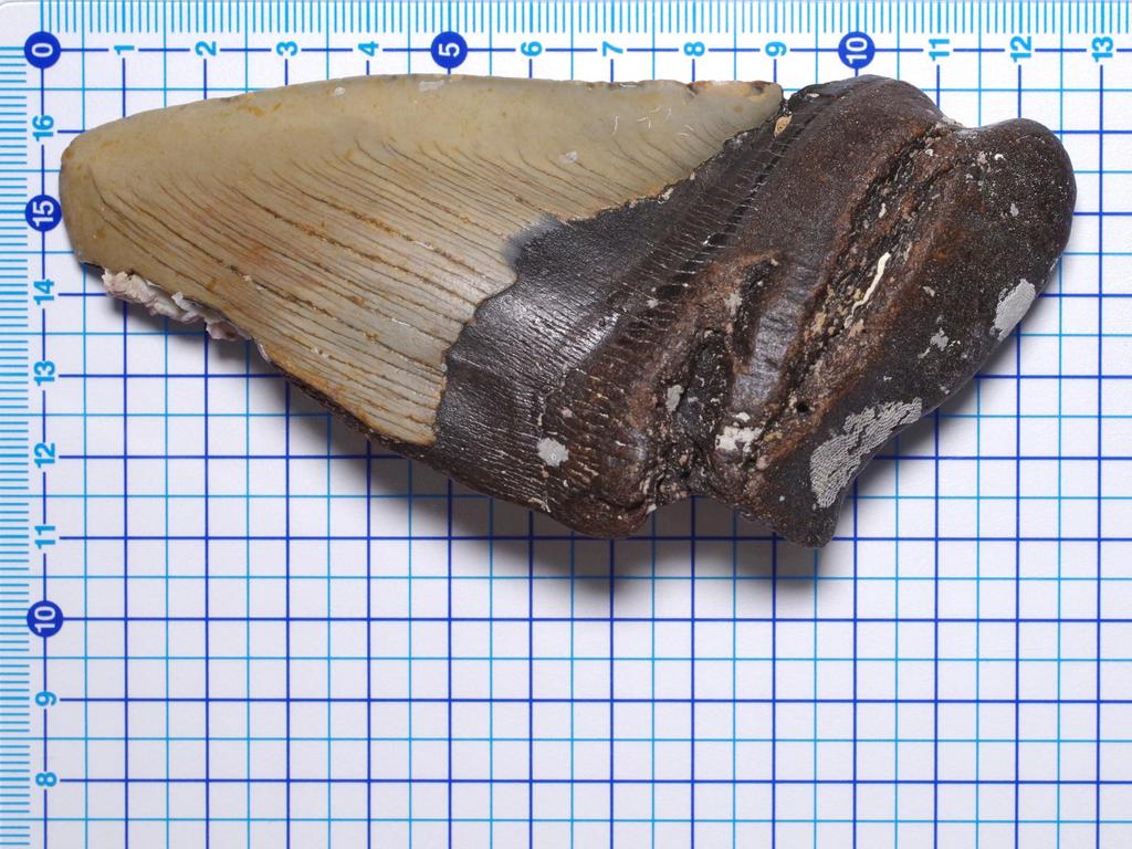 Stone Natural Fossil Megalodon North USA Specimen [N2 Natural] (Carcharocles/Otodus Megalodon) - Carolina, - (6 "One-of-a-kind" Tooth Approx.