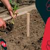 KOTARBAU® Geodetic Beech Wooden Stakes Support for Tomatoes, Vegetables, Trees, 40 CM, Set of 5